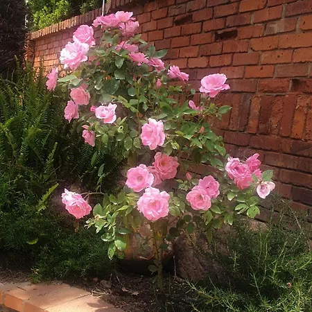 Coconut Cottage Randburg Exterior photo